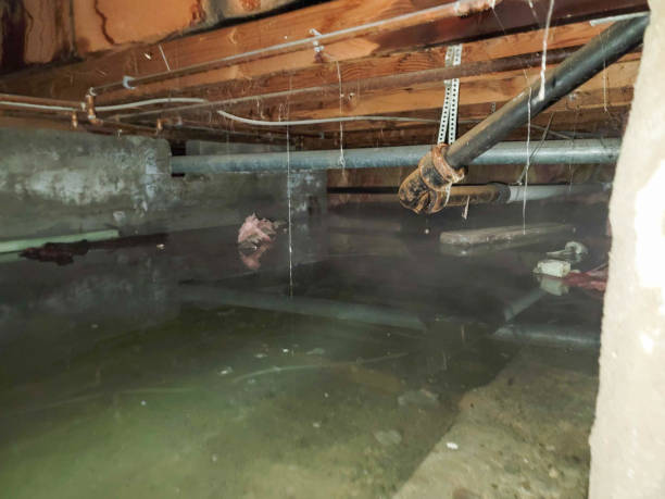 Best Sewage cleanup and water damage restoration  in Vilge St George, LA